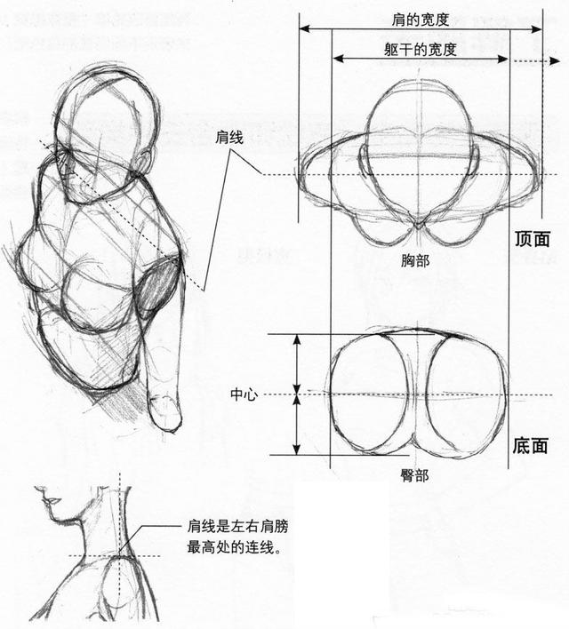 太全了！超实用的人体动态绘制方法教程，教你画好人体~-图14